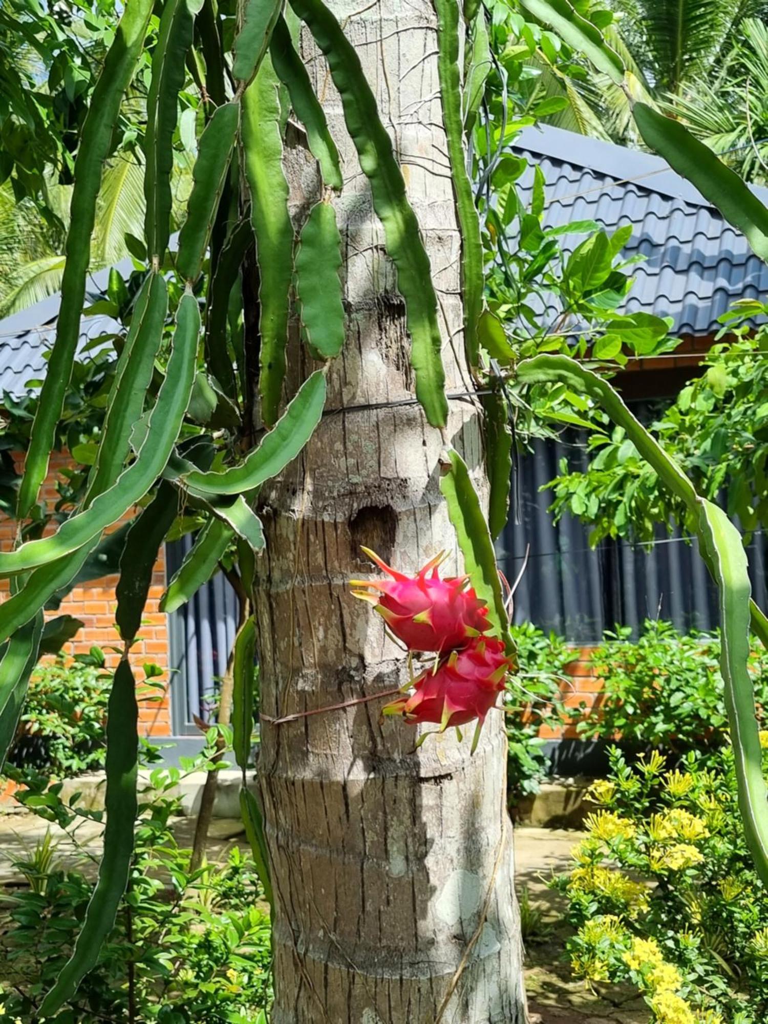Homestay Nam Ham Luong Ben Tre Экстерьер фото